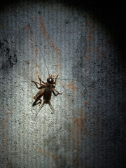 Duolandrevus coulonianus