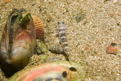 Favonigobius exquisitus