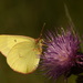 Moorland Clouded Yellow - Photo (c) Chris van Swaay, some rights reserved (CC BY-NC), uploaded by Chris van Swaay