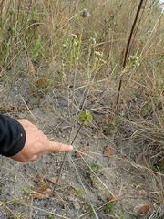 Hyptis obtecta