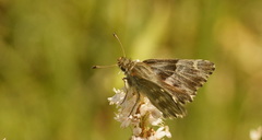 Muschampia floccifera