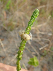 Hyptis obtecta