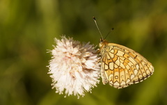 Boloria eunomia