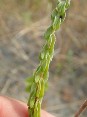 Hyptis obtecta