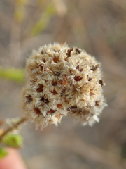 Hyptis obtecta