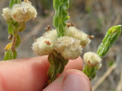 Hyptis obtecta