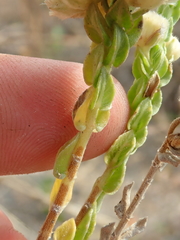 Hyptis obtecta