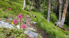 Castilleja parviflora