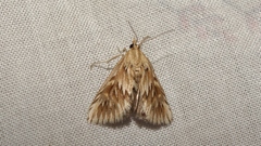Cynaeda dentalis