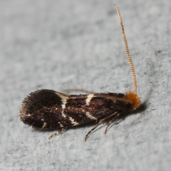 Eudarcia eunitariaeella
