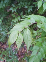 Lonicera maackii