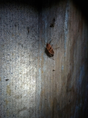 Physopelta fusciscutellata