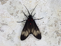 Hypocharis clusia