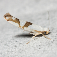 Argyresthia oreasella