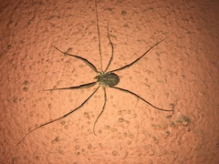 Bunochelis spinifera