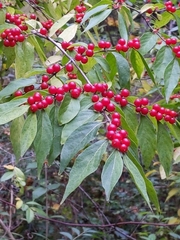 Lonicera maackii