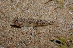 Favonigobius exquisitus