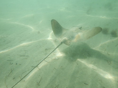 Bat ray