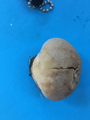 Vascellum lloydianum