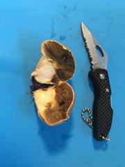 Vascellum lloydianum