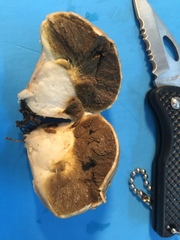 Vascellum lloydianum