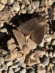 Ipimorpha pleonectusa