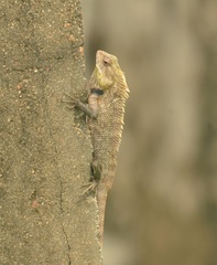 Calotes versicolor