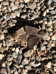 Ipimorpha pleonectusa