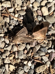 Ipimorpha pleonectusa