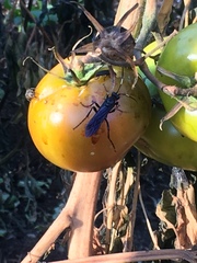 Protichneumon grandis