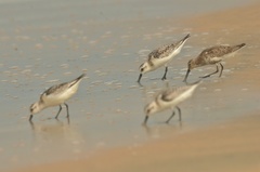 Calidris alba