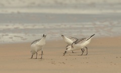 Calidris alba