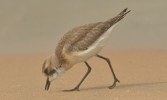 Charadrius mongolus