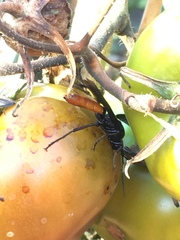 Protichneumon grandis