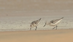 Calidris alba