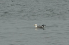 Larus fuscus