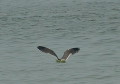 Larus fuscus