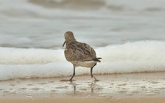 Calidris alpina