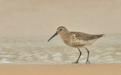 Calidris alpina