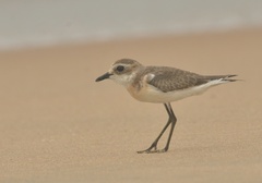 Charadrius mongolus