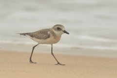 Charadrius mongolus