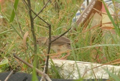 Cisticola juncidis