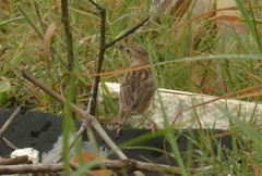 Cisticola juncidis
