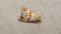 Phalonidia contractana