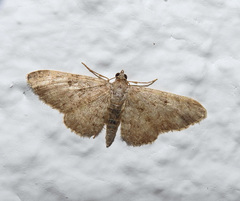 Eupithecia semigraphata