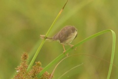 Prinia inornata