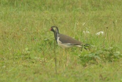 Vanellus indicus