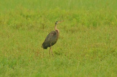 Ardea purpurea