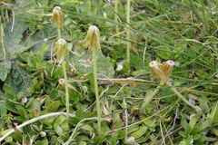 Chevreulia sarmentosa