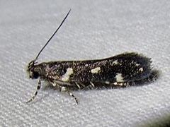 Aroga compositella